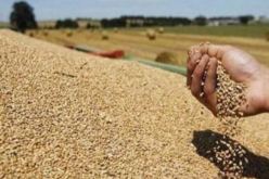 الكشف عن مخزون الحبوب وحجم الإنتاج بالأرقام.. ممنوع