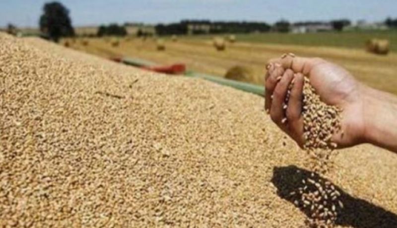 الكشف عن مخزون الحبوب وحجم الإنتاج بالأرقام.. ممنوع