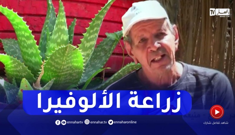 عمي بضياف يحقق نجاح باهر في زراعة نبتة “الألوفيرا” والنباتات والورود العطرية بالمنيعة