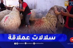 الإسطبلات الخمس بالحراش.. قبلة عشاق الكباش العملاقة