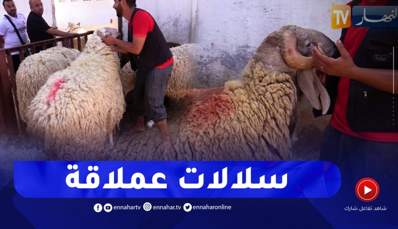 الإسطبلات الخمس بالحراش.. قبلة عشاق الكباش العملاقة