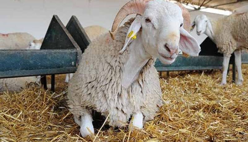 الحماية المدنية تسدي نصائح وإرشادات للمواطنين بمناسبة عيد الأضحى المبارك