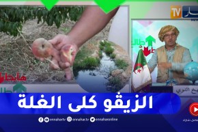 طالع هابط: شاهد ماذا فعلت بعوضة ومياه الصرف الصحي بـ 25 هكتار من “النيكتارين” بالعاصمة