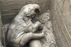 بالصور.. إنقاذ فيلين وقعا في حفرة خاصة بتصريف المياه