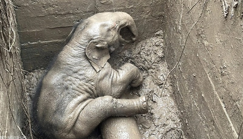 بالصور.. إنقاذ فيلين وقعا في حفرة خاصة بتصريف المياه