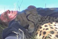 بالصور.. استيقظ من نومه فوجد فهدا نائما بجانبه