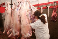 وزارة الفلاحة: تجنيد بياطرة وفرق متنقلة لمراقبة عملية بيع ونحر الأضاحي