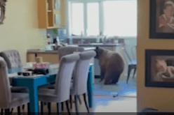 فيديو.. دبان يقتحمان منزلا ويتناولان الكعك في كاليفورنيا