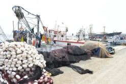 4 سفن جزائرية متخصصة في صيد التونة الحمراء بـ 2024