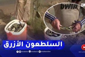 سكيكدة: صيد السلطعون الأزرق..تجربة جديدة محفوفة بالمخــ..اطر