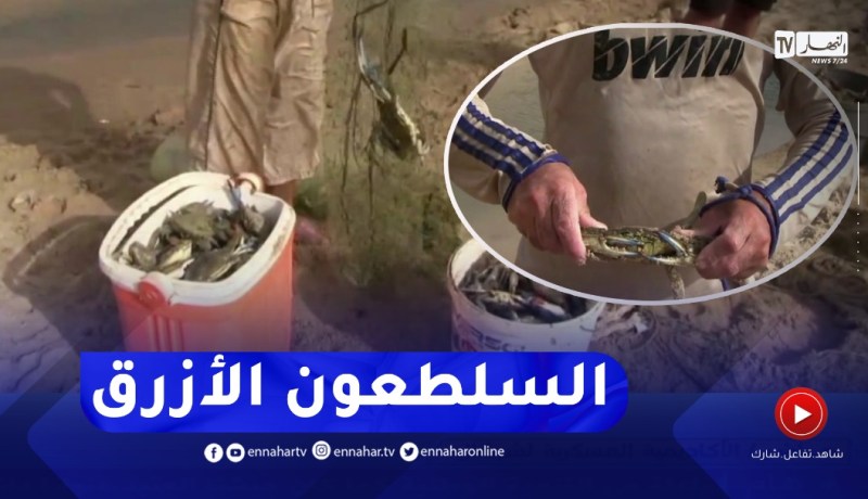 سكيكدة: صيد السلطعون الأزرق..تجربة جديدة محفوفة بالمخــ..اطر