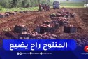 البويرة : منتجو البطاطا متخوفون من كساد المنتوج لإرتفاع درجات الحرارة ومشاكل التسويق