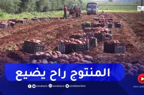البويرة : منتجو البطاطا متخوفون من كساد المنتوج لإرتفاع درجات الحرارة ومشاكل التسويق