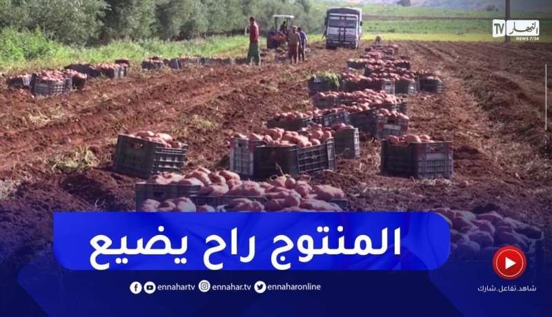 البويرة : منتجو البطاطا متخوفون من كساد المنتوج لإرتفاع درجات الحرارة ومشاكل التسويق
