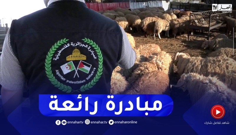 فلسـ.طين: غلاء في أسعار الأضاحي بغزة..الجزائر حاضرة بدعمها