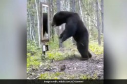 فيديو.. دب يتفاجأ بانعكاس صورته في المرآة