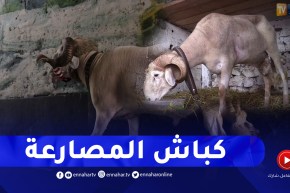 تربية كباش المصارعة والإعتناء بها.. ظاهرة تستهوي الكثيرين