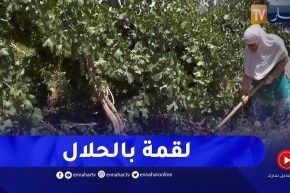 النعامة : فلاحة من منطقة “الدزيرة” ترفع التحدي لخدمة أرضها رغم النقائص