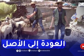 باتنة: منصور العباسي.. قصة شاب فضل تربية الماعز في الريف على حياة المدينة