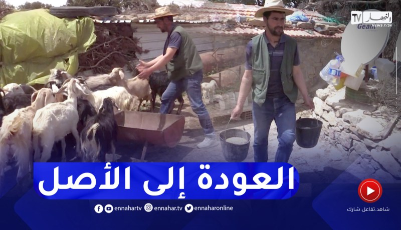 باتنة: منصور العباسي.. قصة شاب فضل تربية الماعز في الريف على حياة المدينة