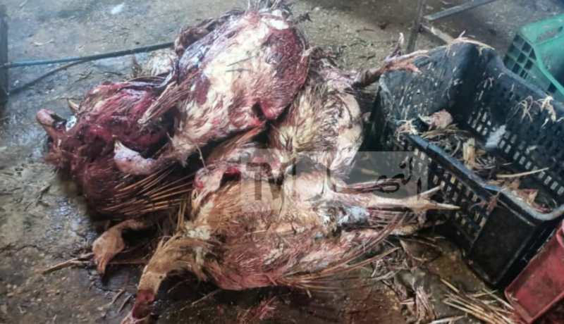 حجز قنطارين لحوم فاسدة و150 ديك رومي بمذبح في تيارت