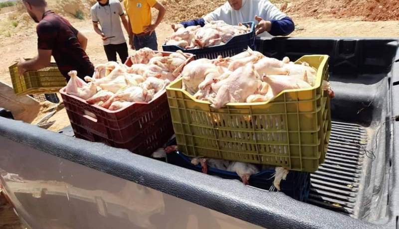 معسكر: حجز أزيد من 3 قناطير دجاج فاسد