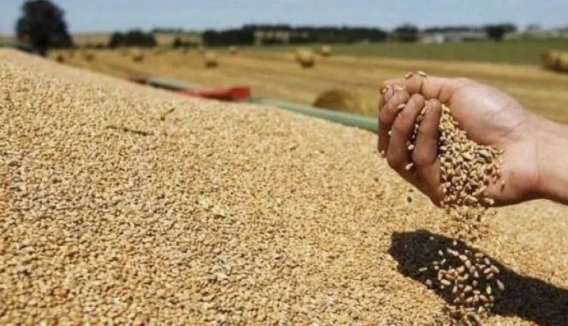 تعويضات لمنتجي الحبوب عن تراجع المردود