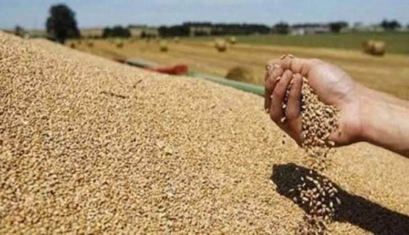 بيع القمح والشعير لديوان الحبوب.. إجباري