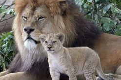 بعد أن حاول سرقة شبله.. أسد يلتهم رجلا في غانا