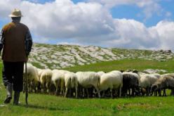 إسبانيا تواجه حرائق الغابات بالماعز والأغنام