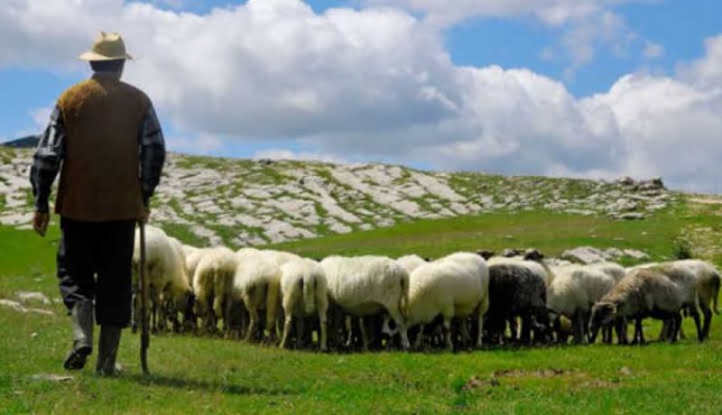 إسبانيا تواجه حرائق الغابات بالماعز والأغنام