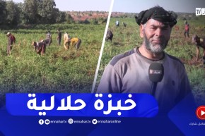 سعيدة: الأعمال الموسمية بالمستثمرات الفلاحية فرصة الشباب البطال للإسترزاق