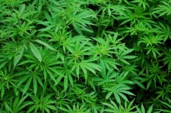 المغرب يتصدر ترتيب البلدان المنتجة والمصدرة للقنب الهندي