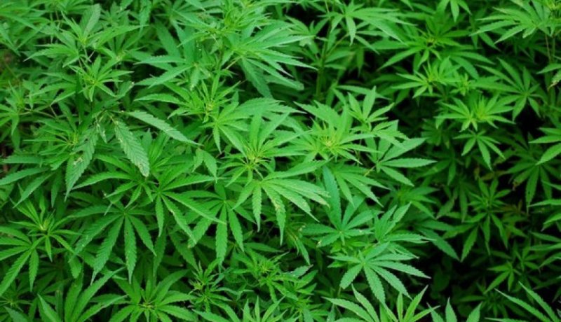 المغرب يتصدر ترتيب البلدان المنتجة والمصدرة للقنب الهندي