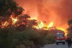 قانون تجريم حرق الغابات .. من 20 سنة إلى المؤبد للمتسببين