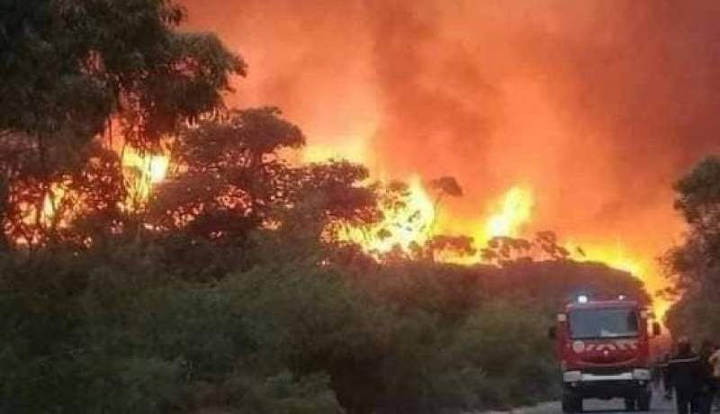 قانون تجريم حرق الغابات .. من 20 سنة إلى المؤبد للمتسببين