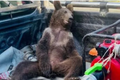 بالفيديو.. دب في حالة هلوسة بعد تناول عسل مخدر