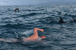 شاهد.. هكذا أنقذت دلافين سباح من قرش!