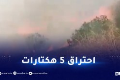 سطيف.. إخماد حريق غابي ببني موحلي