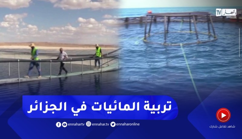 تربية المائيات.. مشاريع رائدة من التفريخ إلى الإنتاج المدمج في الفلاحة