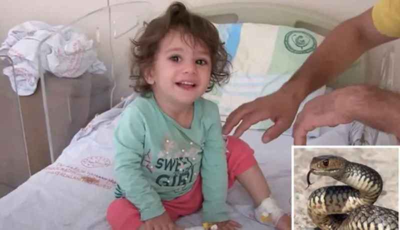 طفلة تركية تنتقم من أفعى لدغتها