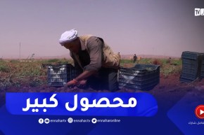 النعامة : إنطلاق عملية جني محصول البطاطا الموسمية بالمناطق الحدودية