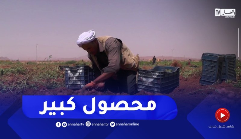 النعامة : إنطلاق عملية جني محصول البطاطا الموسمية بالمناطق الحدودية