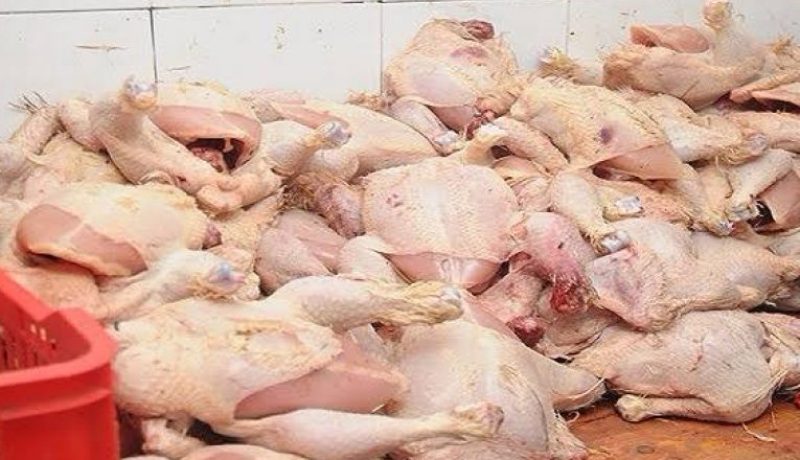 قالمة.. الشرطة تحجز ما يزيد عن 5 قناطير دجاج غير صالح للإستهلاك