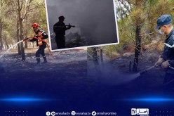 حرائق الغابات: وفاة 37 شخصا وإصابة 183 آخرين عبر 21 ولاية
