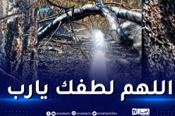 هذه آخر حصيلة لحرائق الغابات