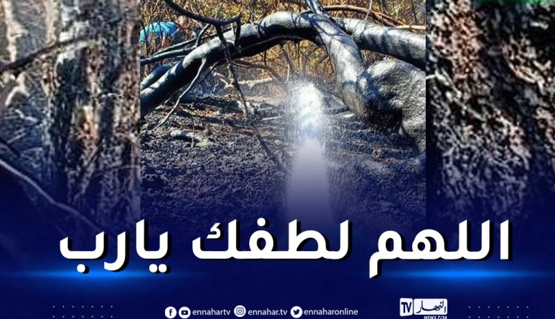 هذه آخر حصيلة لحرائق الغابات