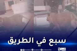 شاهد.. أسد يتجول في الشارع وسط ذهول المارة!