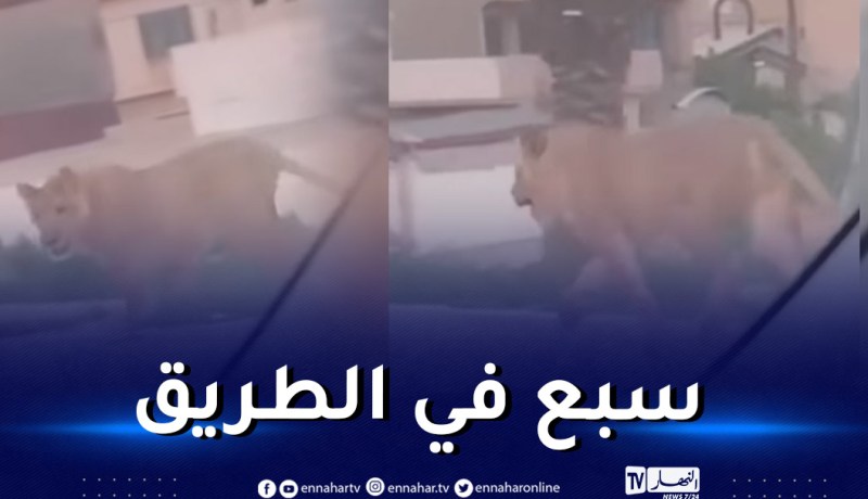 شاهد.. أسد يتجول في الشارع وسط ذهول المارة!
