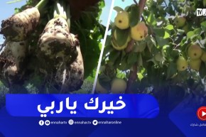 ميلة : مساحات قاحلة تتحول إلى جنة من الفواكه والخضر
